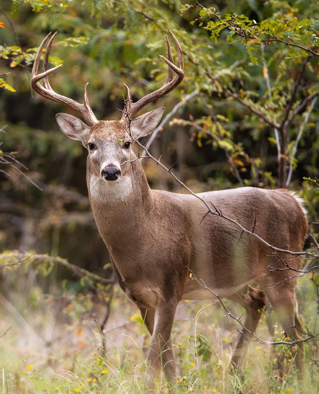 White-tailed buck in the wooded back acreage