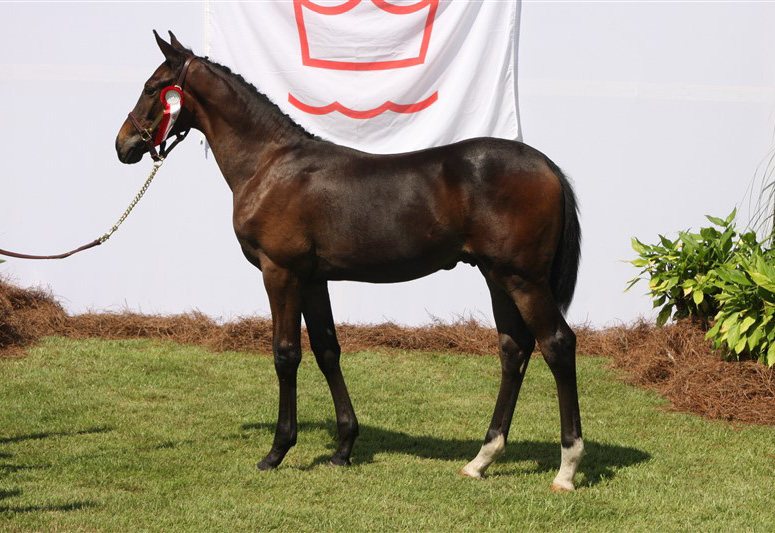 Danish Warmblood presented at Oak Hill Ranch