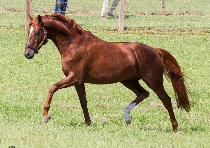 Warmblood at liberty in an Oak Hill pasture