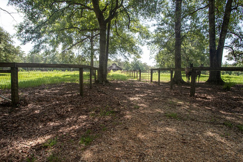 Board-fenced paddock shaded by mature live oaks
