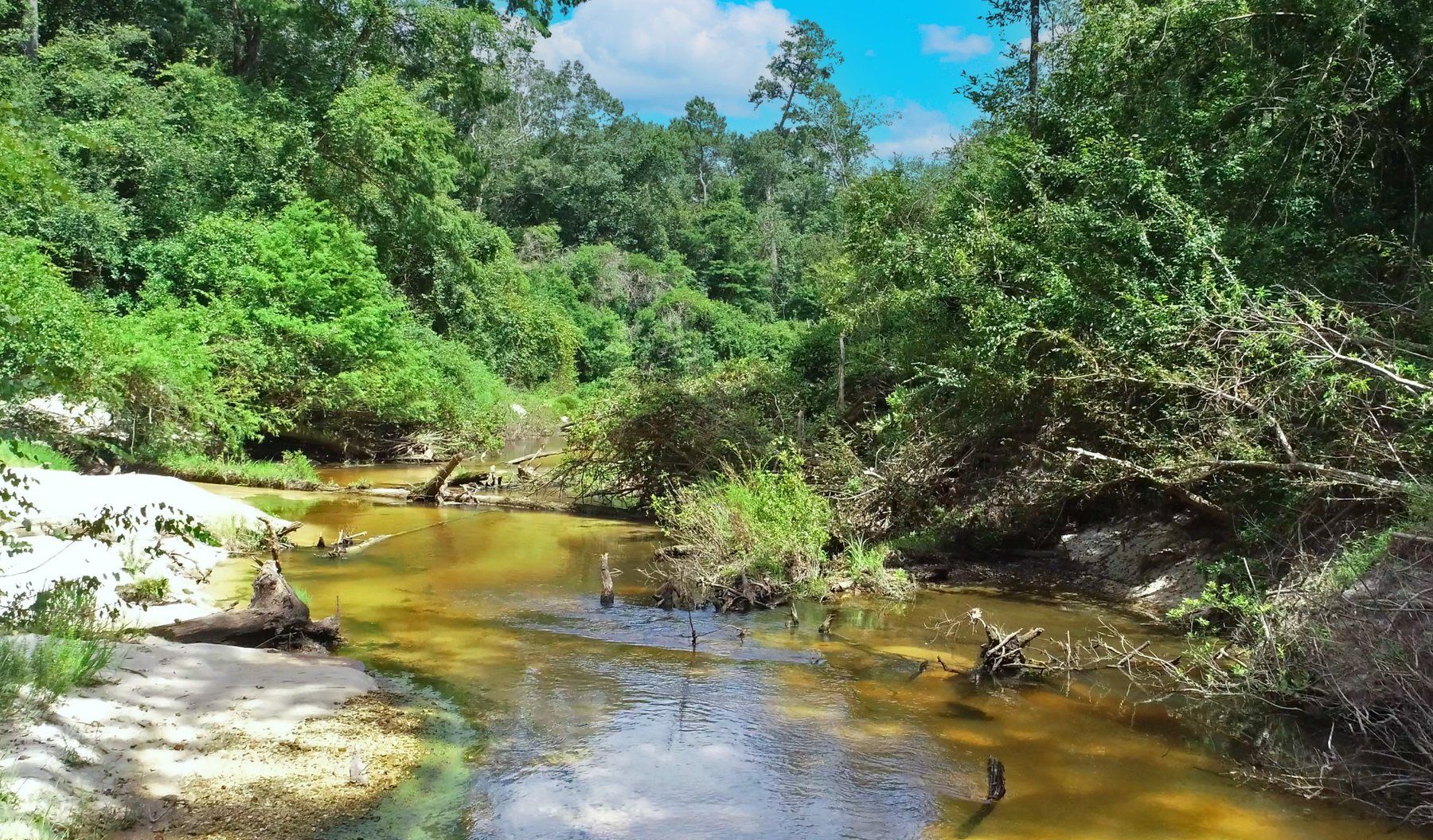 The Bogue Falaya River running clear over a white-sand bed